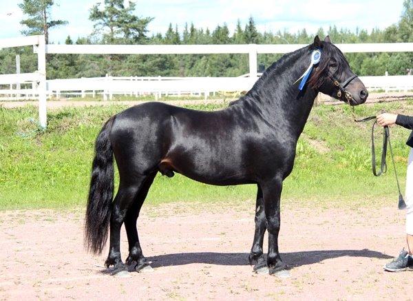 Dartmoor Babe's Vincent billede 10