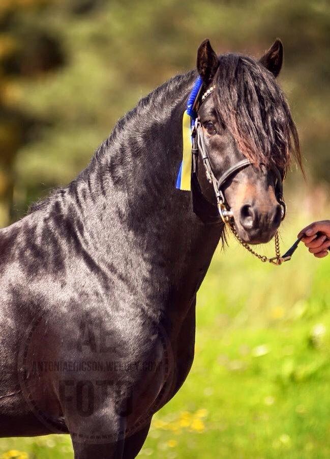 Dartmoor Babe's Vincent billede 11