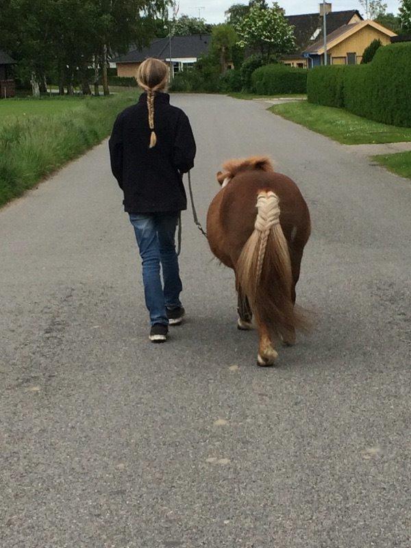 Shetlænder Elvis (solgt) billede 9