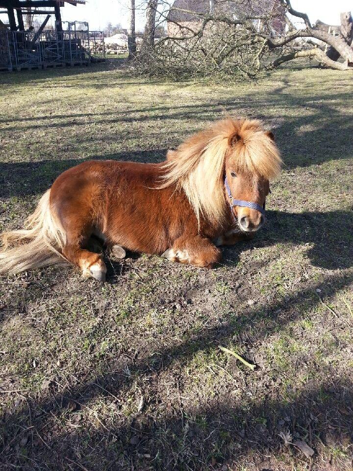 Shetlænder Elvis (solgt) billede 10