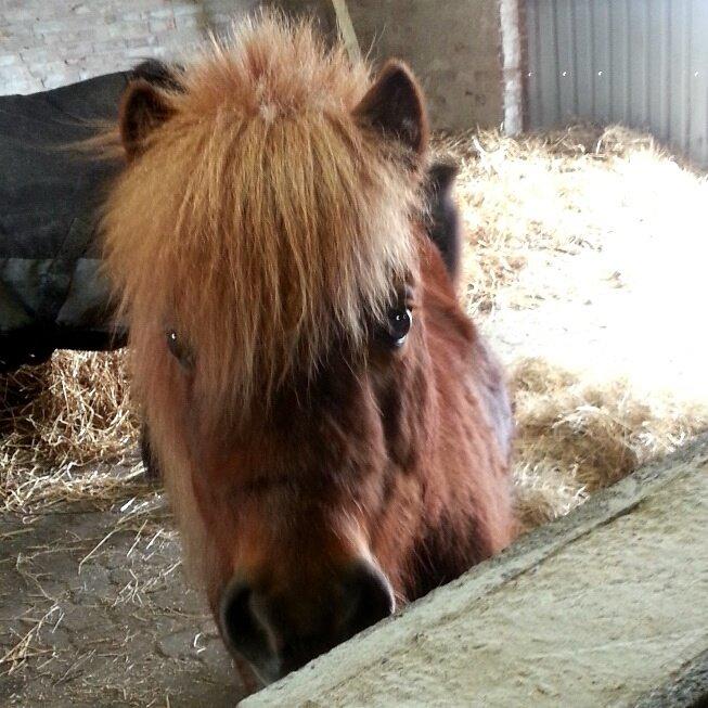 Shetlænder Elvis (solgt) billede 1