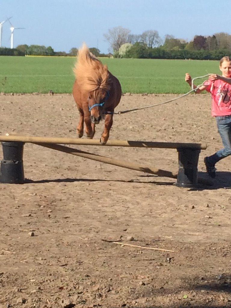 Shetlænder Elvis (solgt) billede 11
