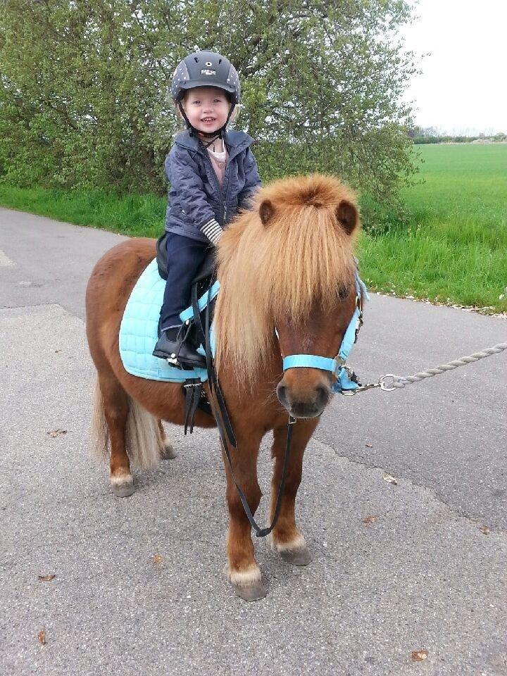 Shetlænder Elvis (solgt) billede 12