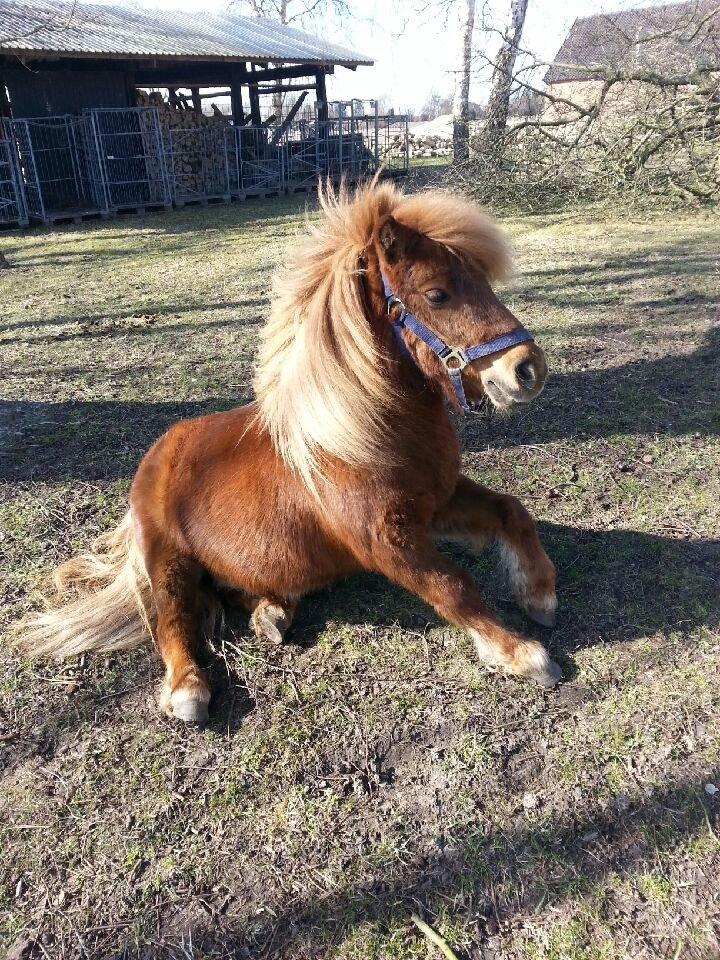 Shetlænder Elvis (solgt) billede 13