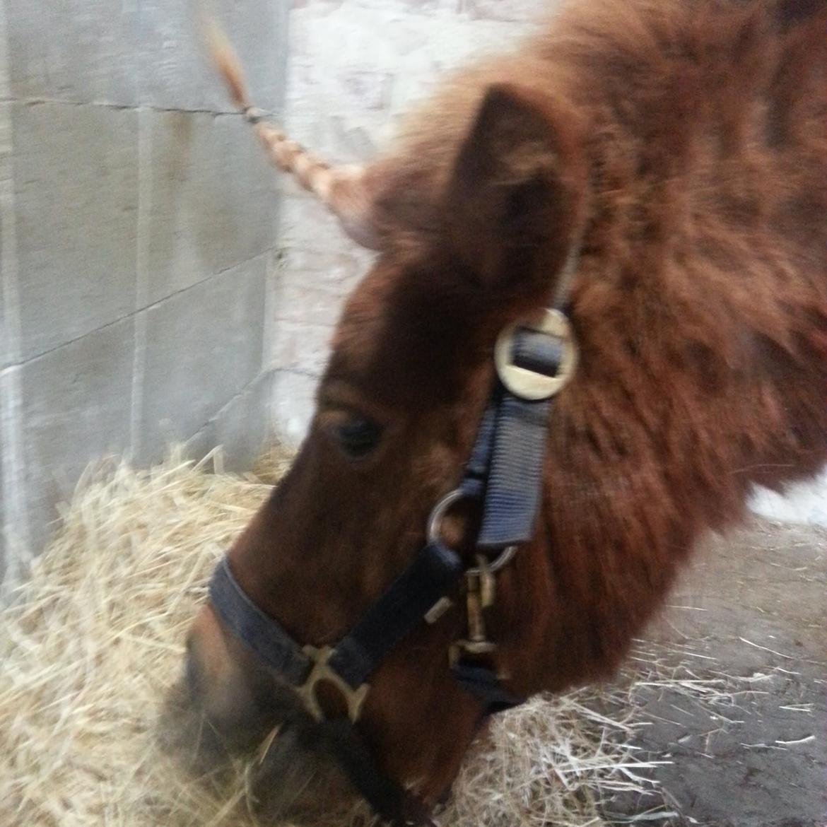 Shetlænder Elvis (solgt) billede 14