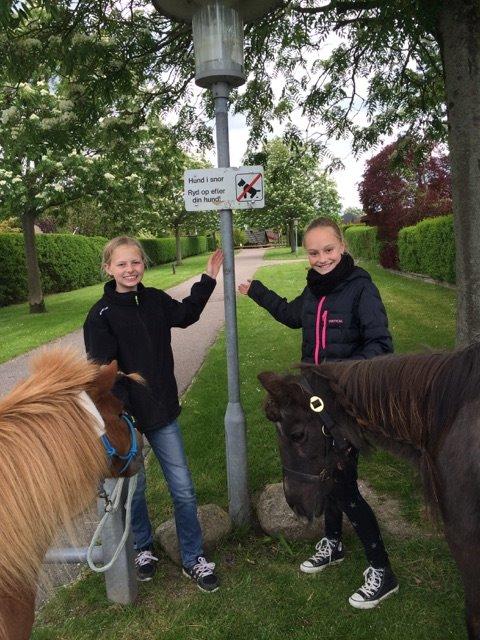 Shetlænder Elvis (solgt) billede 15