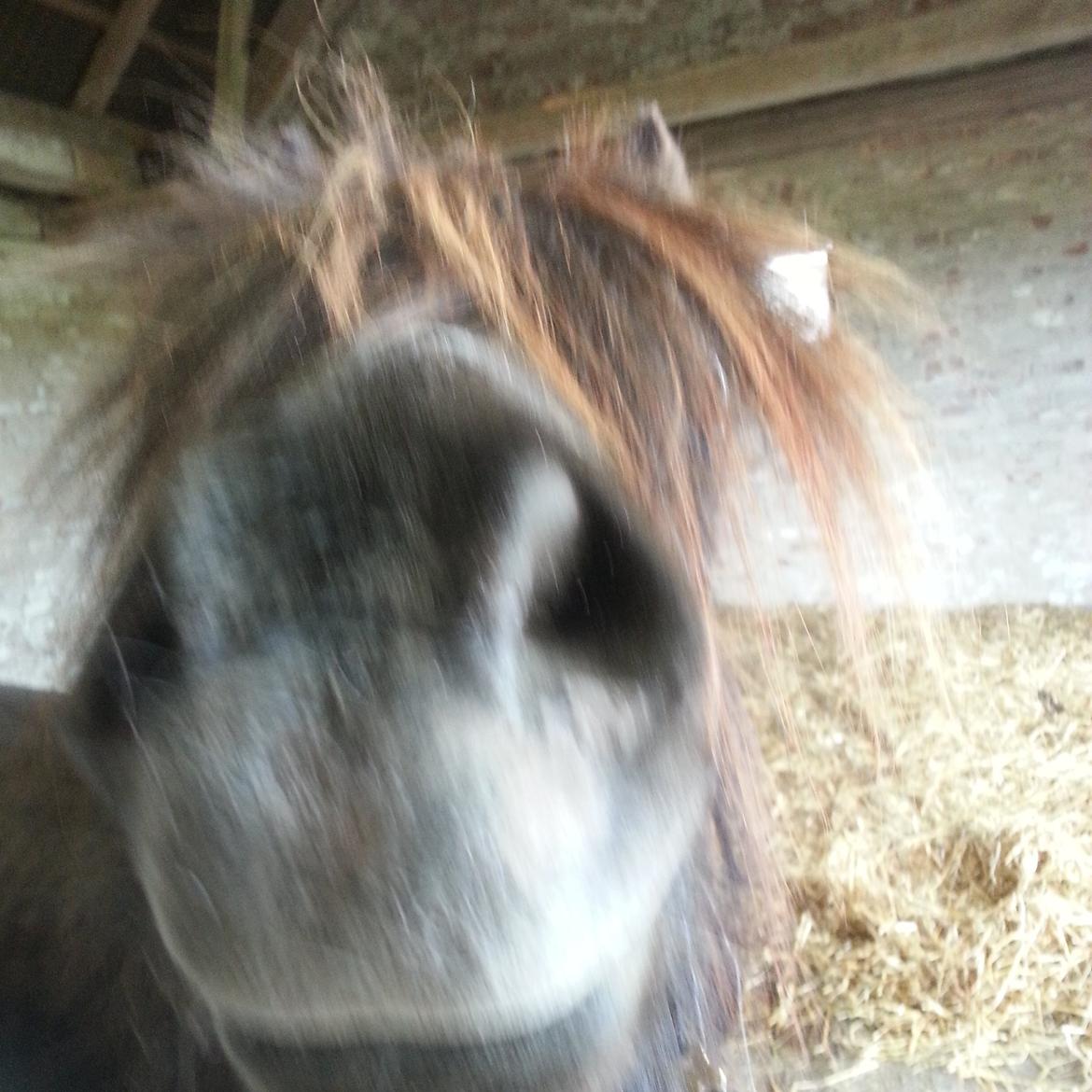 Anden særlig race Engtoft mille (RIP) billede 2