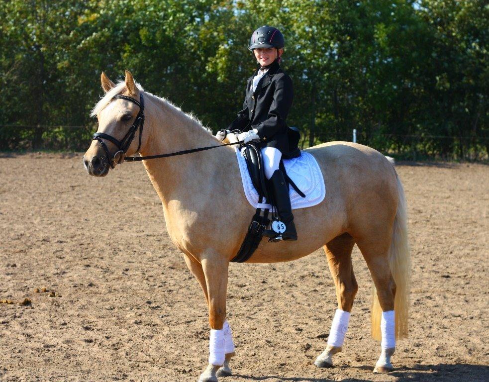 New Forest Calandias Golden Charisma - Første stævne 2014 billede 1