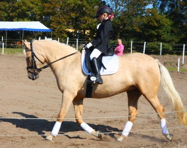 New Forest Calandias Golden Charisma billede 4