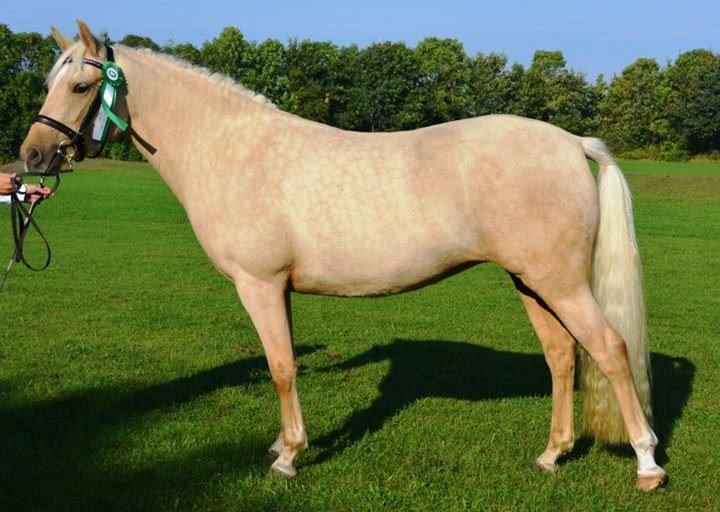 New Forest Calandias Golden Charisma - Kimperskuet 2014 billede 5