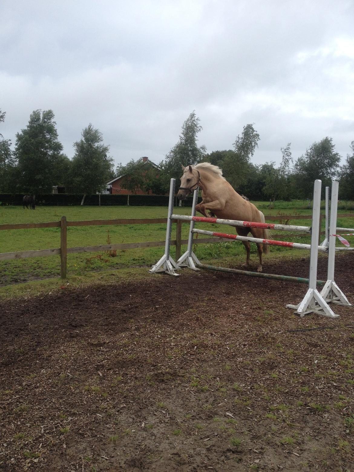 New Forest Calandias Golden Charisma billede 8