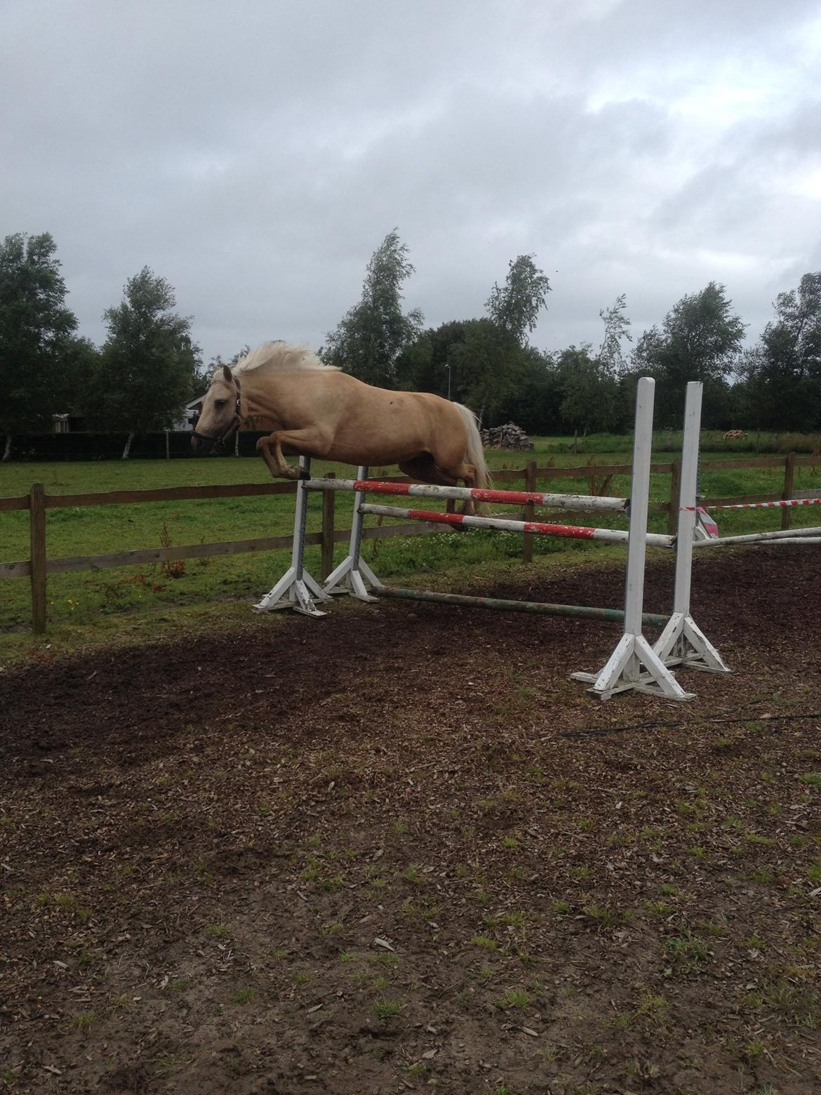 New Forest Calandias Golden Charisma - 120 cm i løsspringning billede 7