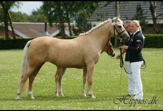 New Forest Calandias Golden Charisma - Til kåring i NF billede 6