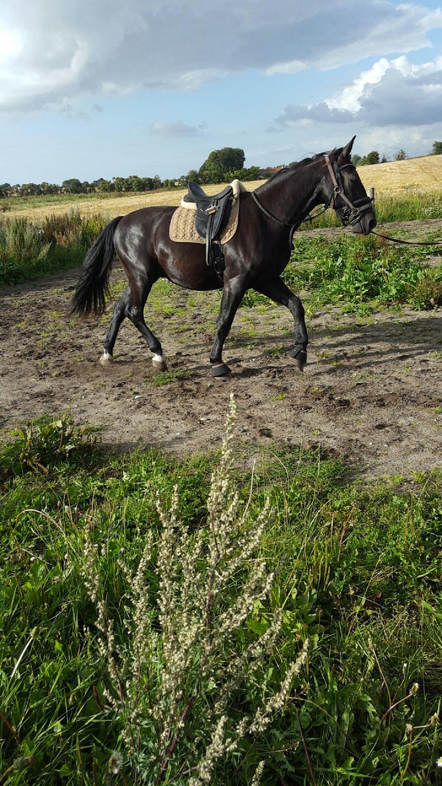 Anden særlig race Crixus billede 20
