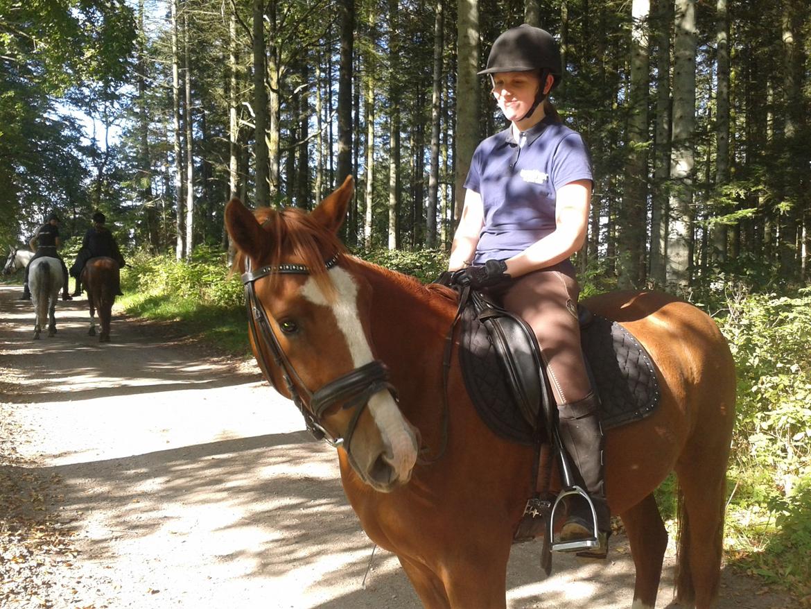 New Forest Fjordglimt's Choko Cream - Skovtur, hvor dejligt med lidt afslapning, selvom de andre ikke har opfattet at de mangler os. billede 10