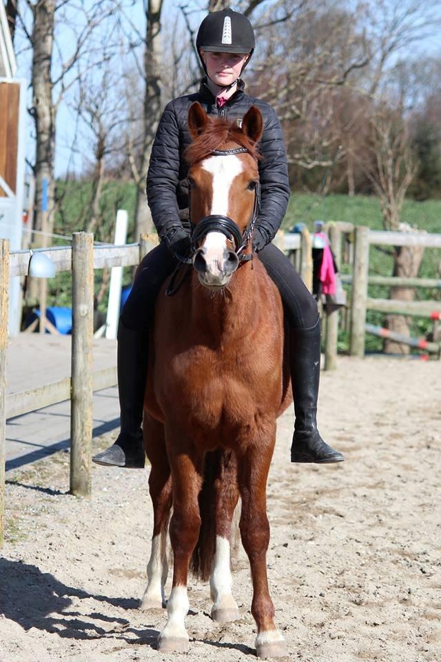 New Forest Fjordglimt's Choko Cream - Ridning uden sadel med Mathilde 11 år. :D billede 14