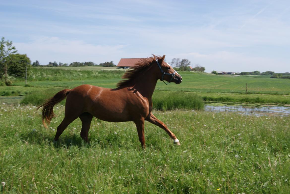 New Forest Fjordglimt's Choko Cream - Galop på sommergræs billede 6