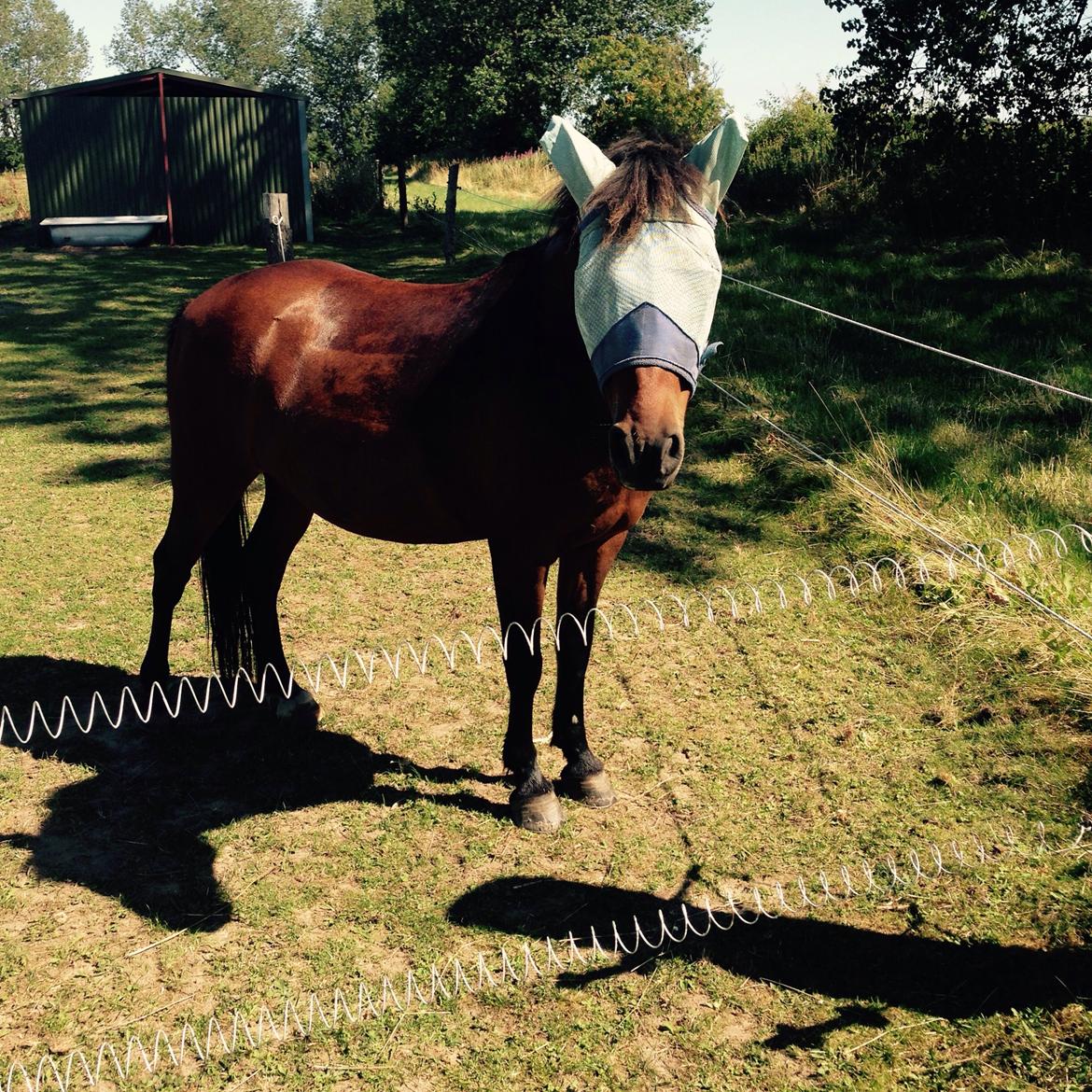 Anden særlig race Dandy(aka. Tjalfe)  billede 9