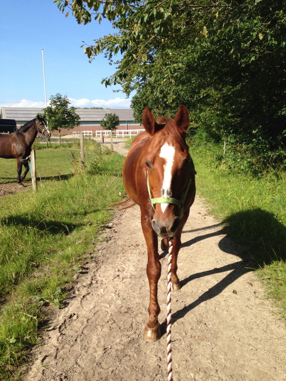 Dansk Varmblod Laredo billede 12