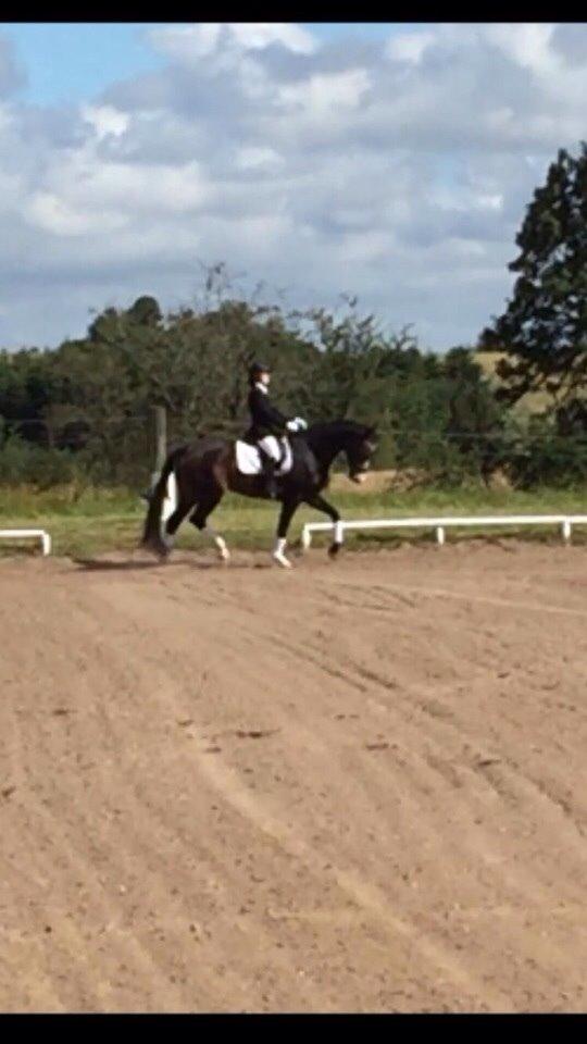 Tysk Varmblod A'kayzia billede 3