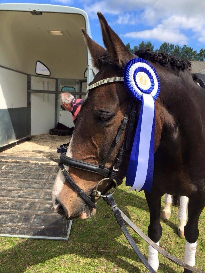 Tysk Varmblod A'kayzia billede 2