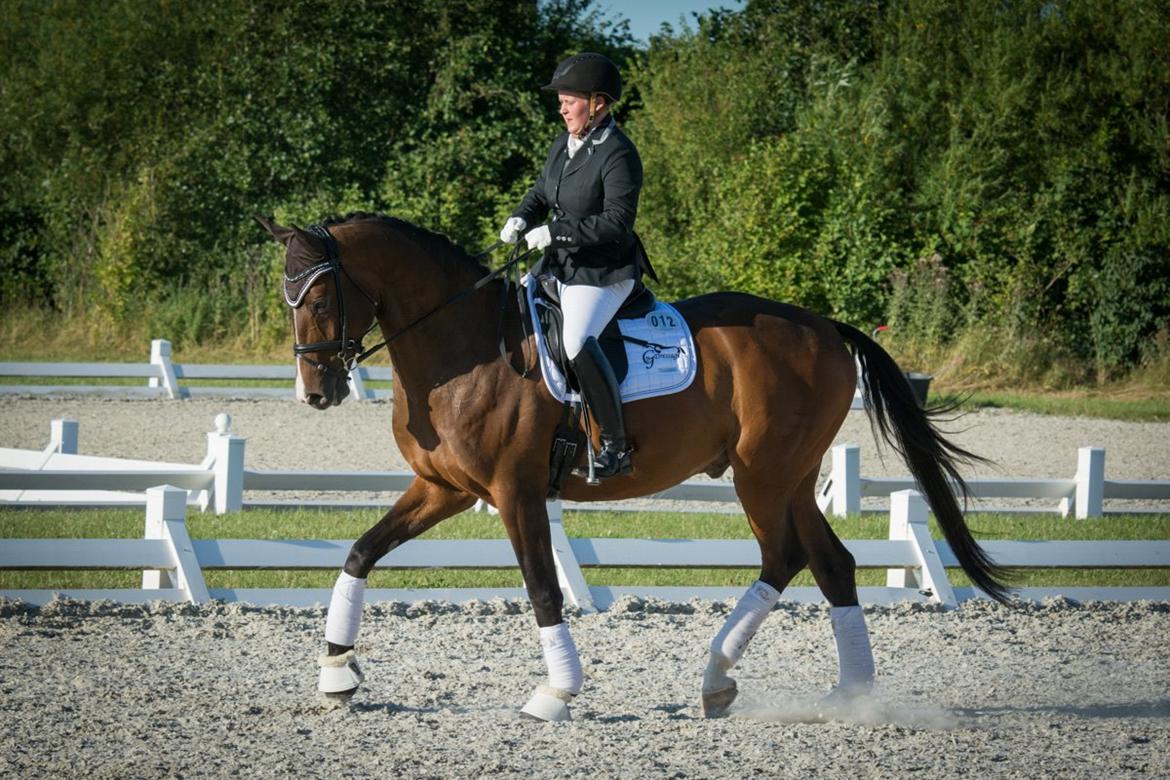 Dansk Varmblod Camarro SR billede 6