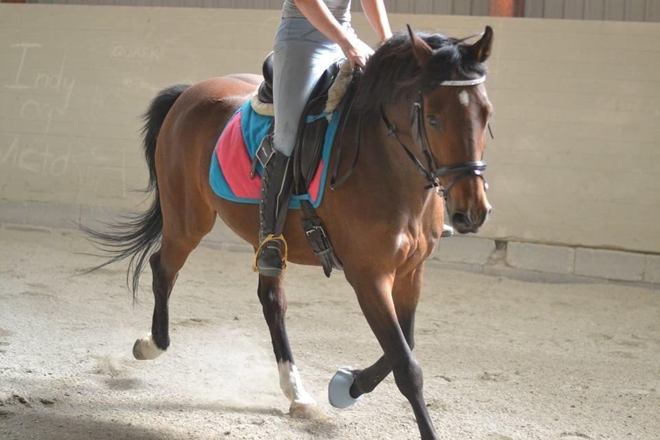 Hollandsk Varmblod Ravel billede 7