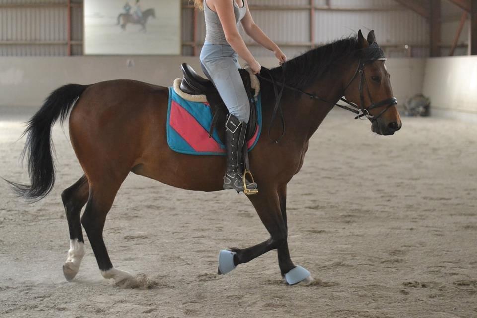 Hollandsk Varmblod Ravel billede 13