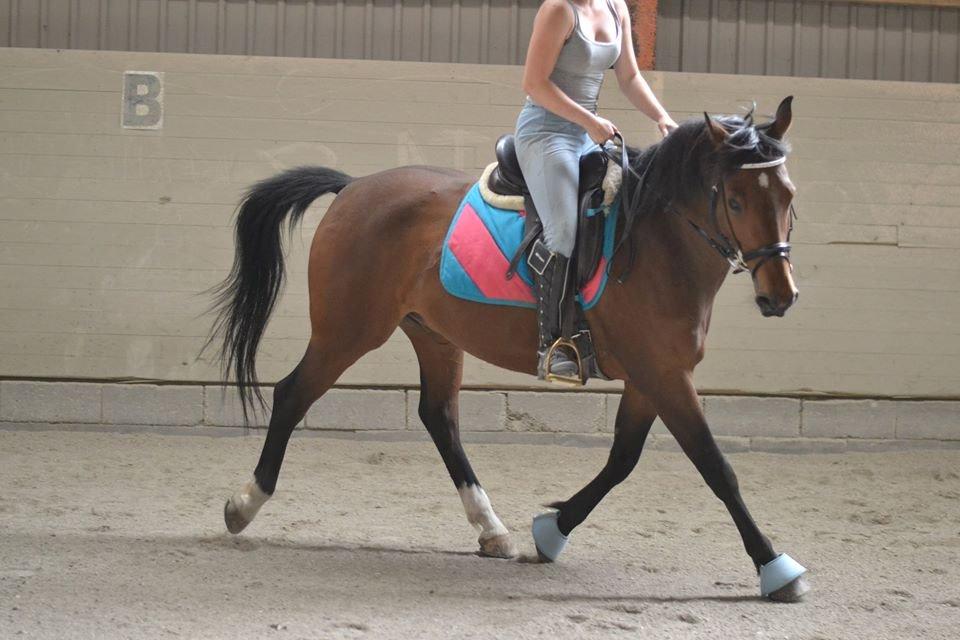 Hollandsk Varmblod Ravel billede 15