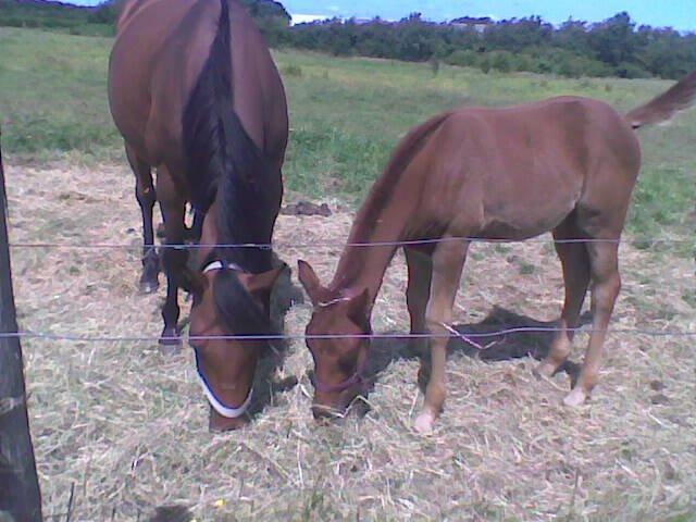 Anden særlig race Relife - Taget D.18.07.2015 billede 17