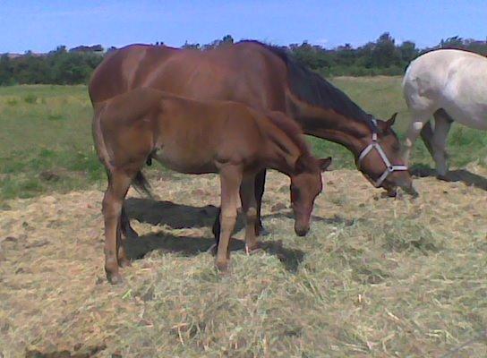 Anden særlig race Relife - Taget D.18.07.2015 billede 18