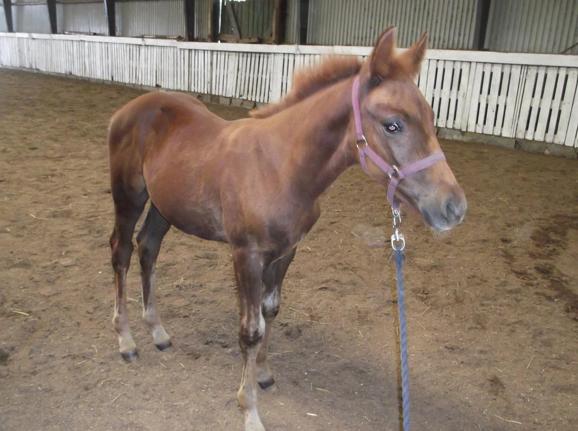 Anden særlig race Relife - Taget D.07.08.2015 billede 19