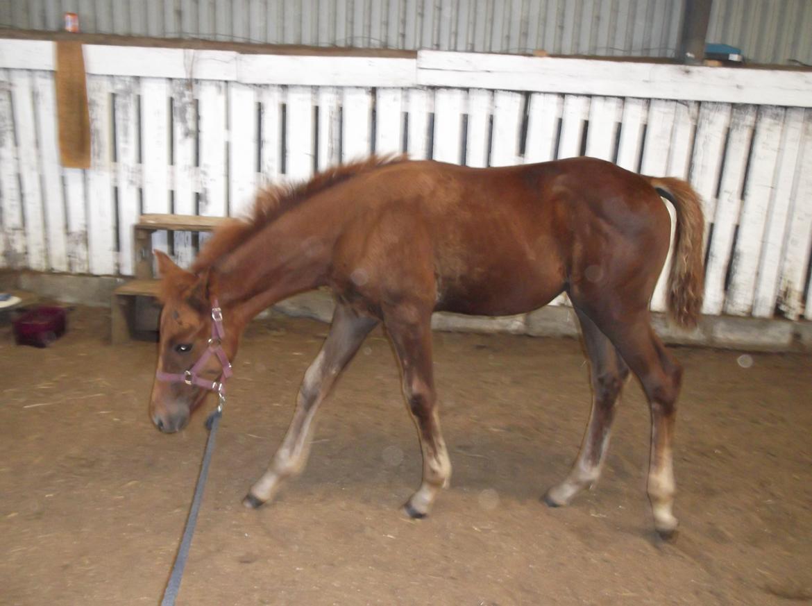 Anden særlig race Relife - Taget D.07.08.2015 billede 21