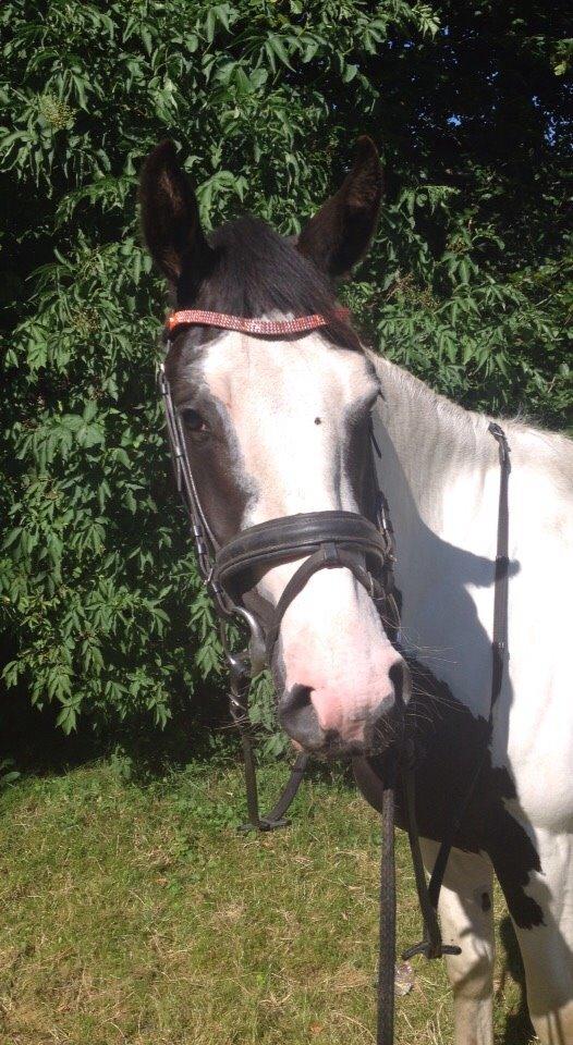 Anden særlig race Diego (Dalle) *Solgt* billede 19