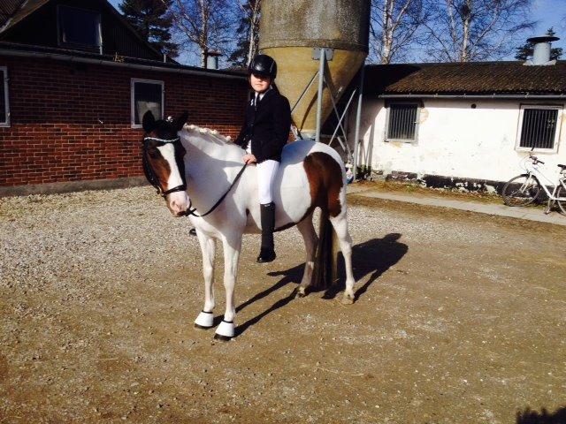 Anden særlig race Soya billede 16