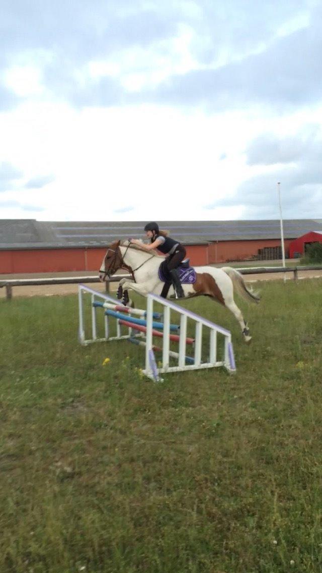 Anden særlig race Eldorado billede 19