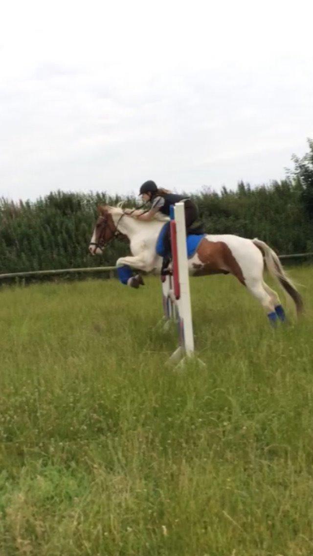 Anden særlig race Eldorado billede 17