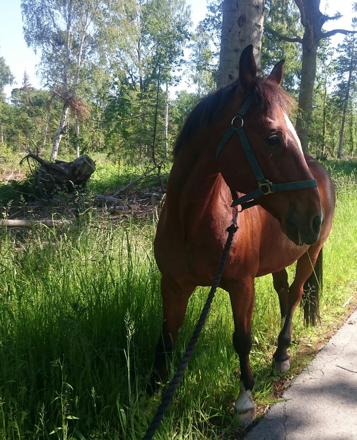 Anden særlig race Hugin billede 1