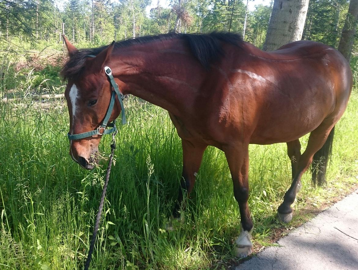 Anden særlig race Hugin billede 2