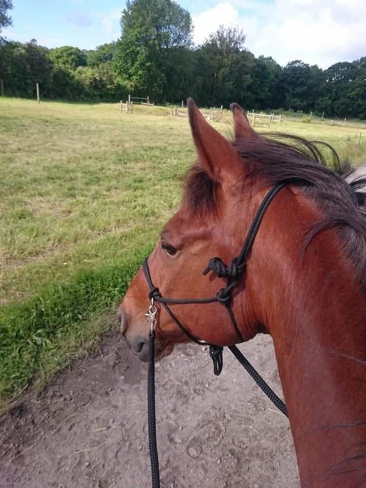 Anden særlig race Hugin billede 3