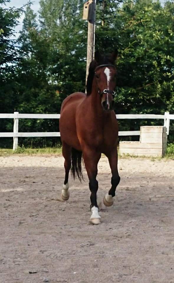 Anden særlig race Hugin billede 4