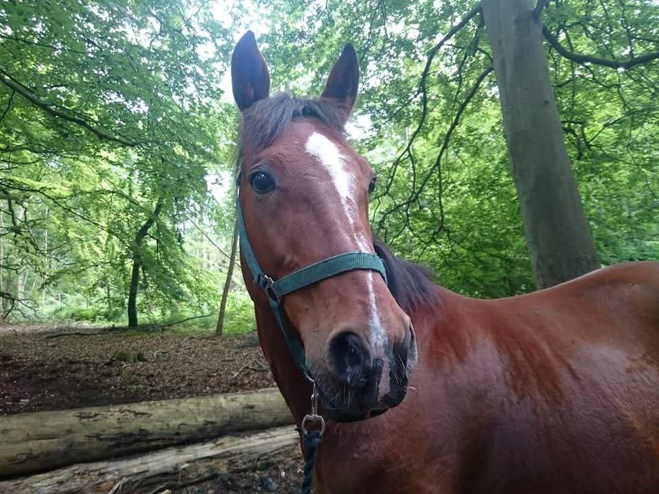 Anden særlig race Hugin billede 5