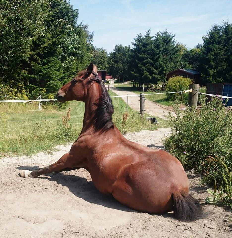 Anden særlig race Hugin billede 6