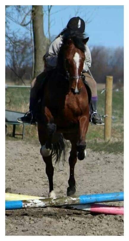 Anden særlig race Hugin billede 7