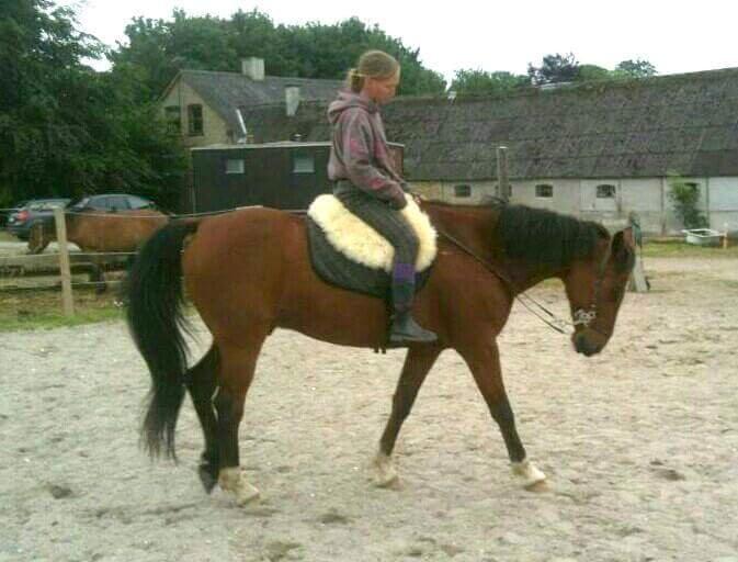 Anden særlig race Hugin billede 8