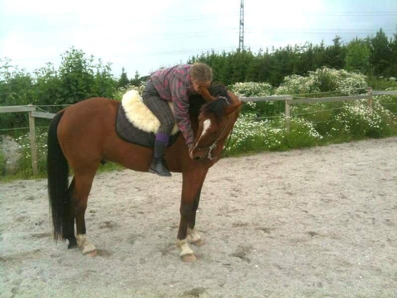 Anden særlig race Hugin billede 10