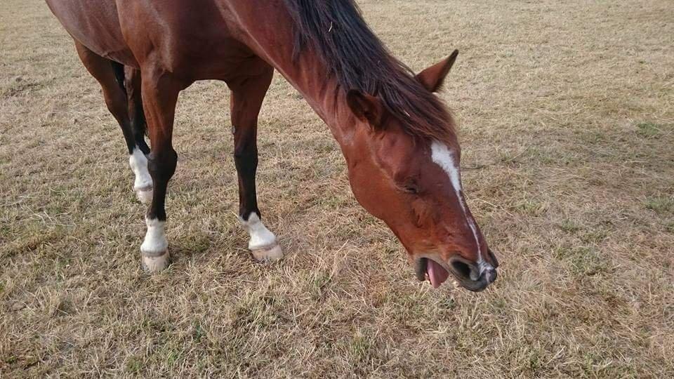 Anden særlig race Hugin billede 11