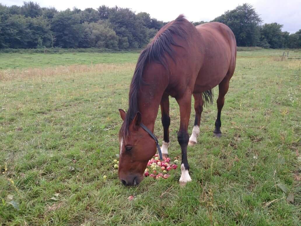 Anden særlig race Hugin billede 12