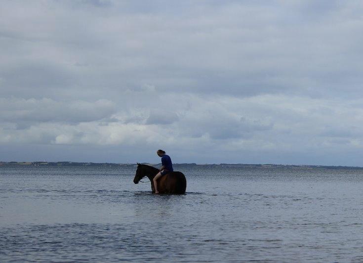 Fuldblod (XX) Trinity - Ved fjorden, sommeren 2015 billede 18