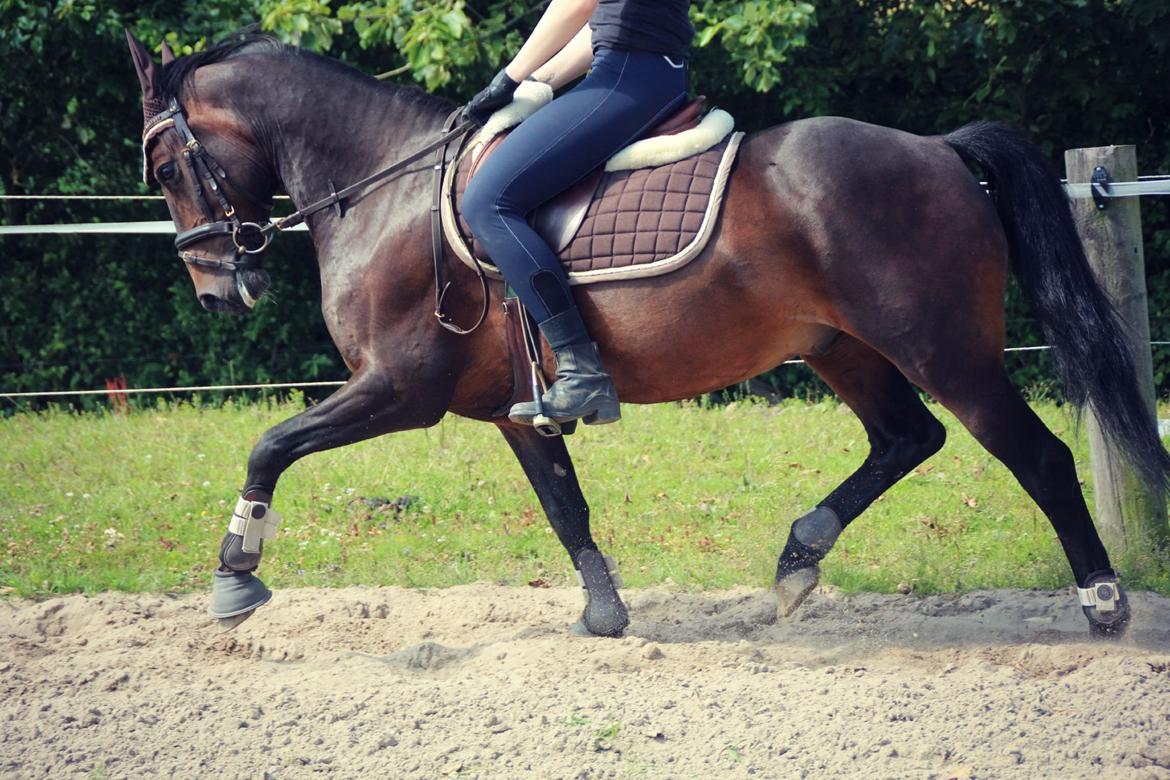 Hollandsk Sportspony Jumper billede 9